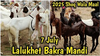 7 July. Lalukhet Bakra Mandi Latest update. Munasib Daam Mai Vip Maal. Kamori Pateri Tapra orangi.