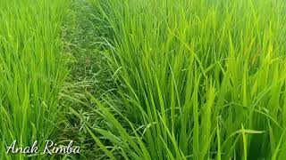 Jarang Ke Sawah ! ternyata Padi kami Sudah Beting Kecil