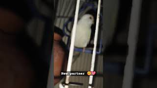 because he's male sad so now coming new #birds #foryou #youtubeshorts #viralvideo #viralshort 🥺🥰