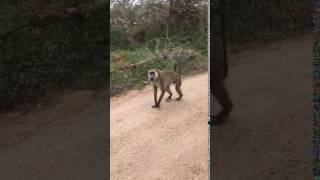 Baboon!