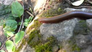 Millipede at Niagara falls gorge