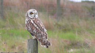 Short Eared Owl   12.6.18