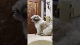 Bruno’s After Shower Routine | #ShihTzu #Fur #Dog