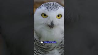 Owls can really do that? 🦉 3 Mind-Blowing Owl Secrets!