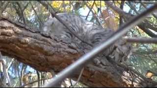 Esther up a tree