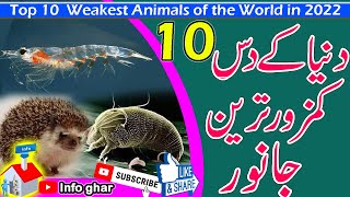 Top 10  weakest animals in the world 2022 | #|weakestanimal | #wildlife  #infoghar | #wildlifevideo