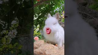 rabbit🐰🐇 funny video #ytviral #funny #funnyanimal #ytviral #rabbit #petvideos #petslover #animals