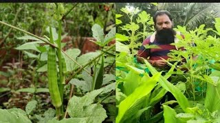 माझ्या झाडांचे ९ पानी श्रावणी भेंडे #greenery #ledyfinger #bhendi #bhindi #shrawan #farmer #frams