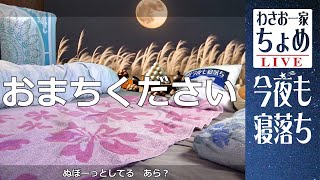 中秋の名月と げぼっげぼっぐはっ！ 09/17 わさお一家 ちょめ  長毛秋田犬 和みと癒やし おやすみ配信  #wasao_official