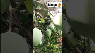 harvesting fresh fruit in mango short video 🥭🍎🍑🥑🍈🍓🍊 #fruit #farming #healthy #mango #short #youtube