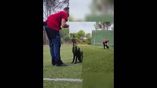 Jesús & Lía - primeros entrenamientos de obedience fci