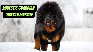 Majestic Guardian | Tibetan Mastiff #shorts #dogs  #animals