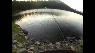 Rainy Golden Trout