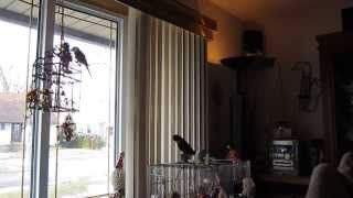 Skippie (conure) Yells "STOP IT" to Sunny LOL.