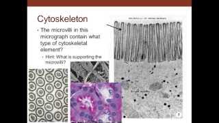 1. Medical School Histology. Fundamental Tissues & Mitosis Part 2 (Recognition of Cells)