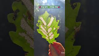 🌿햇살 범벅🥰아침숲 맨발🌿/나뭇잎 그림자/맨발 걷기 좋은 날 162/앞산 맨발산행루틴