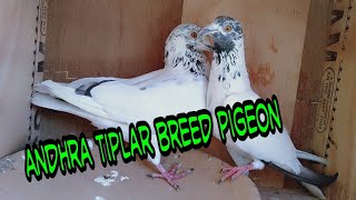 Andhra Tiplar breed pigeons