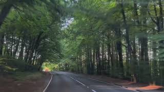 Driving Through A Forest #shorts #drive #forest #nature