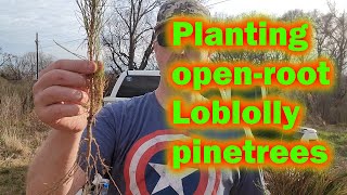 Planting 2000 Loblolly Pine Trees -- and some bee stuff