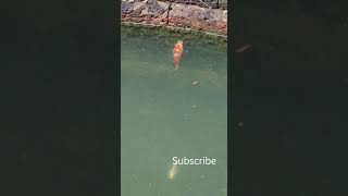 koi carp spotted in well