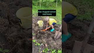 История о том, как Андрей копал картошку 🤣 #сын #август #урожай #пошликопатькартошку