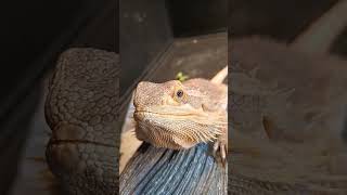 Adorable Bearded Dragon!