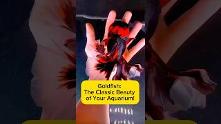 Goldfish: The Classic Beauty of Your Aquarium! AquaVerse #goldfish #goldfishaquarium #shorts