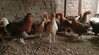 Pullet Ayam Kampung Yudistira ( AKY  @aryochickenfarm679 )