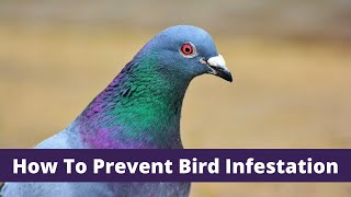 How To Prevent Bird Infestation