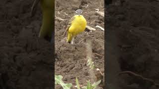 Жёлтые трясогузки. Yellow wagtail. Lavandera boyera. #birds #птицы #birdslover #nature #birdsounds