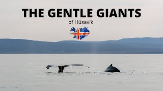 The Gentle Giants of Husavik