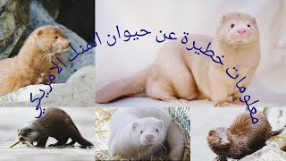 معلومات خطيرة عن حيوان المنك الامريكي