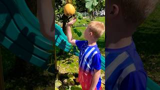 The hanging pumpkin 🎃 Magically floating in space ! #pumpkin #hanging #magic #garden #fun #outdoors