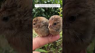 This man rescued a nest of baby birds and raised them in his loving home #animalshorts