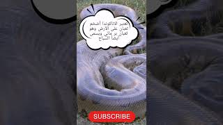 أضخم ثعبان في العالم معلومات عن الأناكوندا