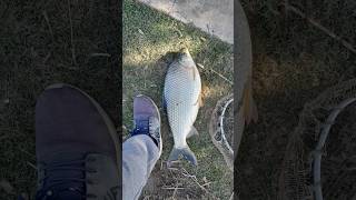 NUNCA VISTO SABALO DE 4 KG 🎣 RIO DE LA PLATA