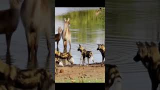 Wild dogs hunting deer #wildlife #animals