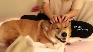 BIG FAT Corgi Massage ASMR 🐶❤️