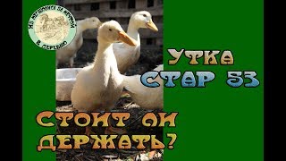 Утка 🦆Стар53 от А до Я.