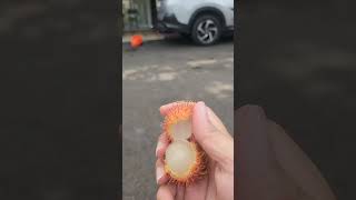 pertama panen buah rambutan rapiah #panen #panenbuahbuahan