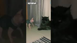 ПРИКОЛЫ С ЖИВОТНЫМИ😹 СМЕШНЫЕ КОШКИ и СОБАКИ😂😻👍 #9