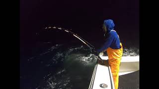 Giant Bluefin Tuna