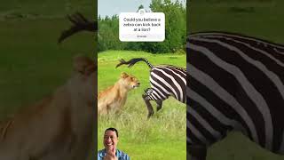 Zebra’s Epic Escape! Lion Chase Ends with a Swift Kick 🦓💥 #Wildlife #Animals #shorts