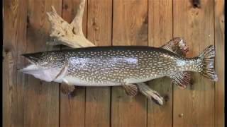 Artistic Taxidermy and Giant Pike