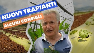 CONSIGLI UTILI SUI NUOVI TRAPIANTI DI ORTICOLE - (Agricoltura di SETTEMBRE)