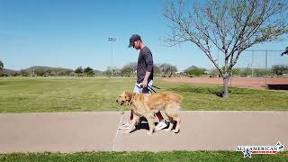 Golden Retriever Trainers Phoenix I 3 yr old Golden Retriever I Off Leash Training I AllAmerican K9