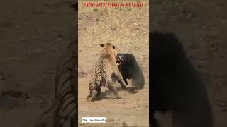 बाघ और भालू की लड़ाई | टाइगर बनाम भालू फाइट | Tiger vs Bear | #bestshortsvideo | #Fight