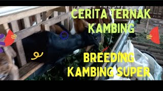 CERITA TERNAK KAMBING : BREEDING KAMBING KWALITAS KONTES CAK MET FARM (Part I)