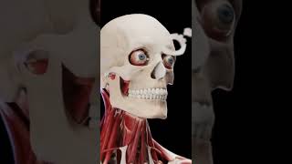 Facial Muscles Animation Via : @sciepro.official #brutussong #uncannyvalley #anatomy #physiology