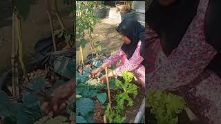 Panen kembang kol di dataran rendah# berkebun#organic